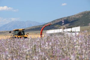 Clary Sage