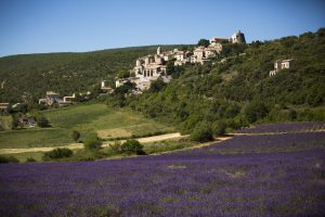 Lavender Farm France